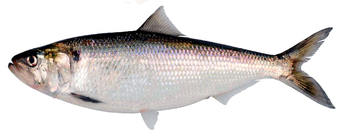 Alosa fallax_07.jpg